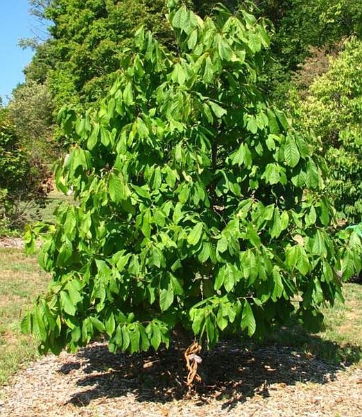 Asimina triloba 'Davis'